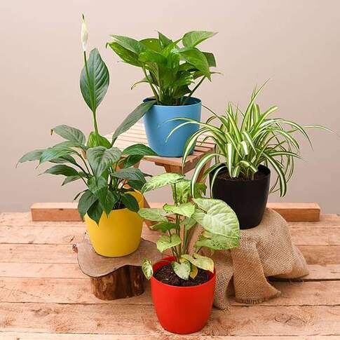 Best 4 Plants To Kill Indoor Pollution (Combo)